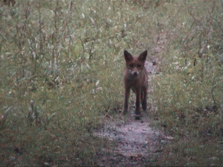 Renard