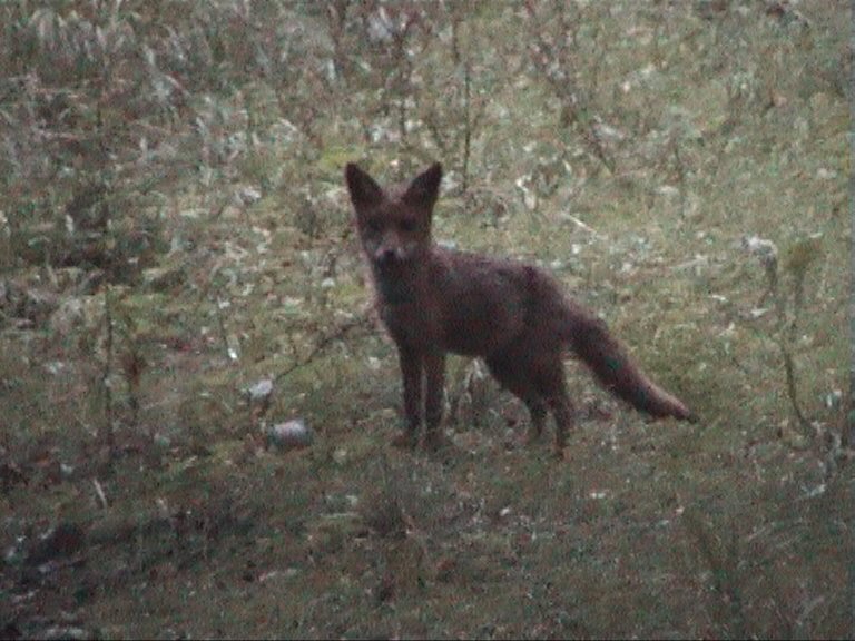 Renard