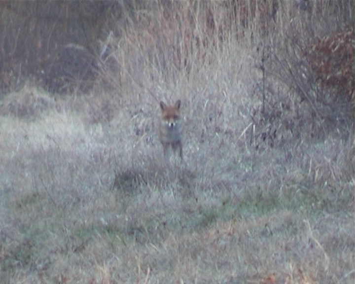 Renard