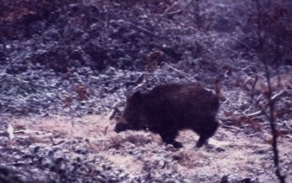 Sanglier