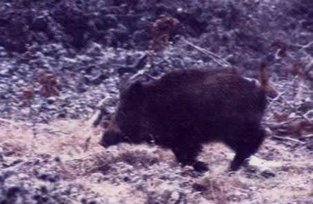 Sanglier
