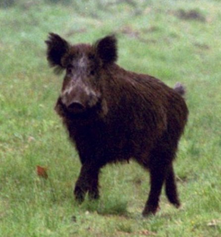 Cochon sanglier