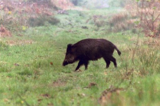 Sanglier
