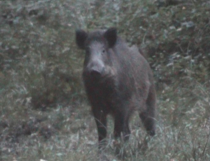 Sanglier solitaire