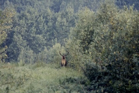 cerf dix cors