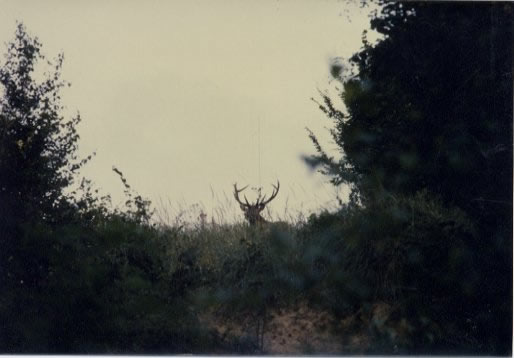 cerf dix cors