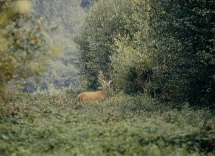 cerf