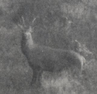 Cerf daguet