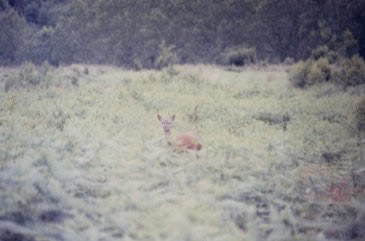Biche