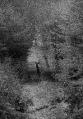 Biche aux Dayancourts