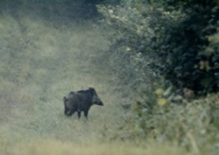 Sanglier
