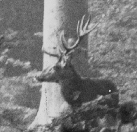 cerf 10 cors