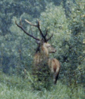 cerf dix cors