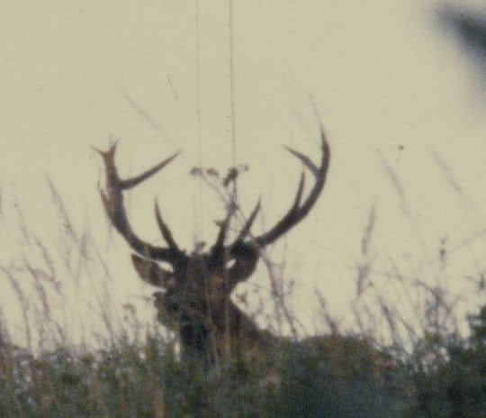 cerf dix cors
