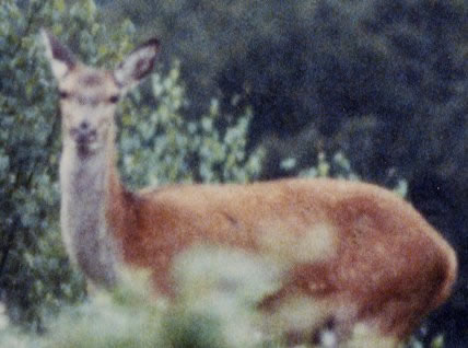 Biche