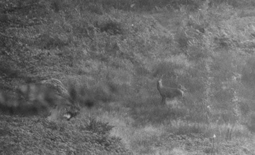 Cerf daguet