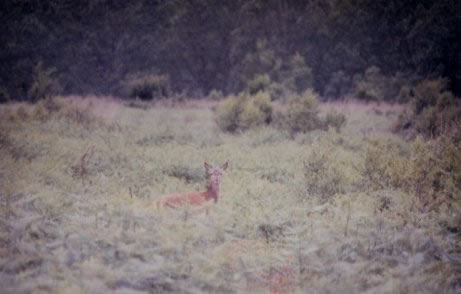 Biche