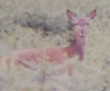 Biche