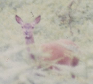 Biche