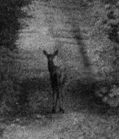 Biche aux Dayancourts