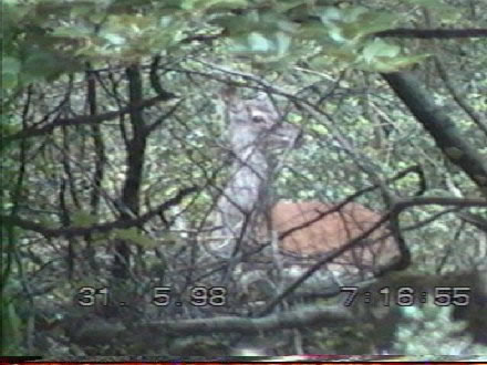 Biche
