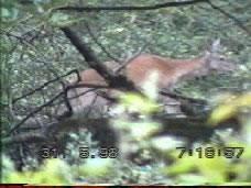 Biche