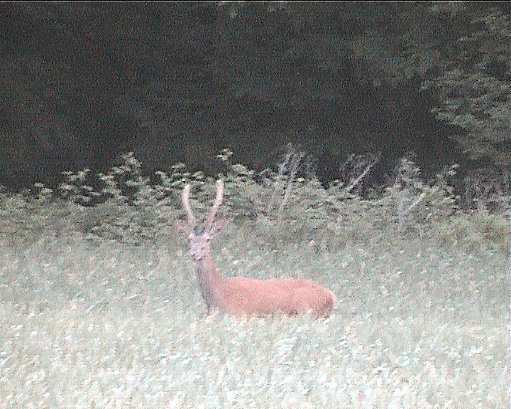 cerf daguet