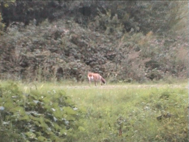 Renard