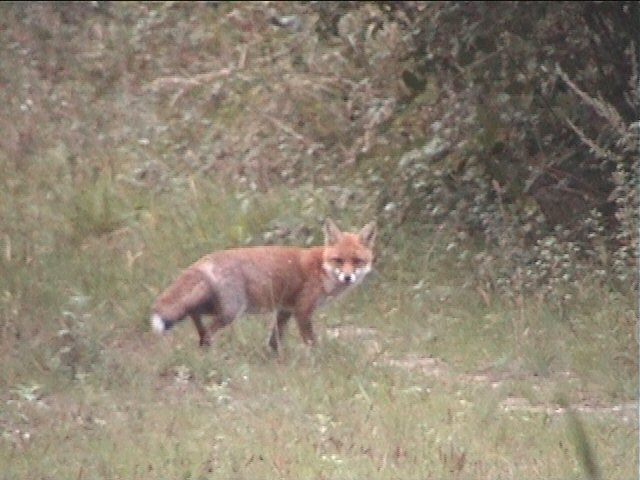 Goupil surpris